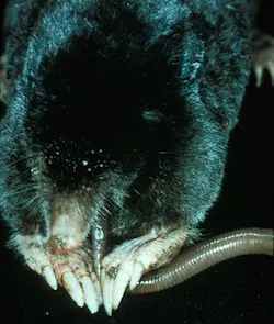 Coast Mole