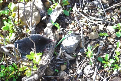 Broad-footed Mole
