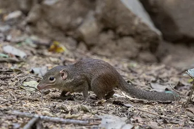 Northern Tree Shrew