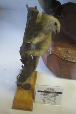 Pygmy anteater