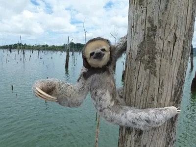 Pale-throated Three-toed Sloth