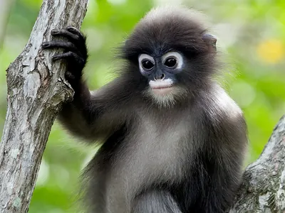 Spectacled Leaf Monkey