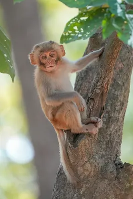 Rhesus macaque