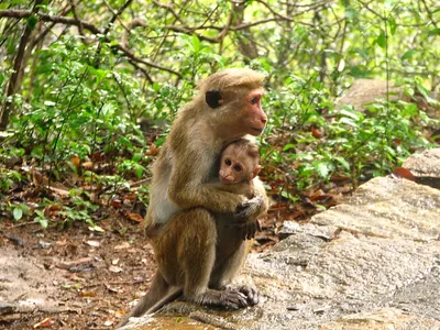 Toque macaque