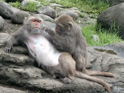 Taiwan Macaque