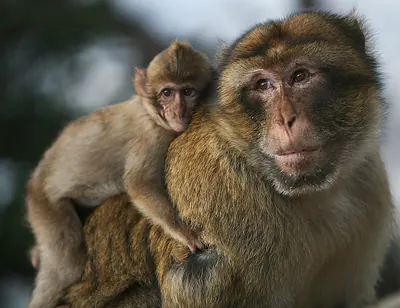 Barbary Macaque