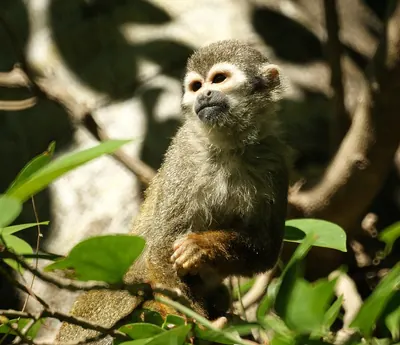 South American Squirrel Monkey