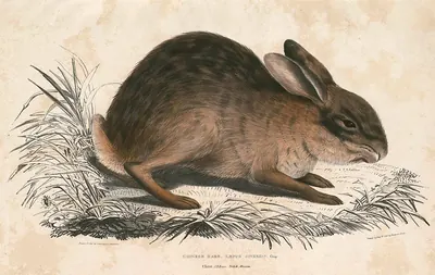 Chinese Hare