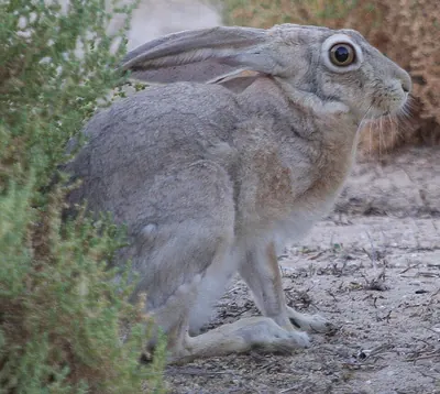 Arabian Hare