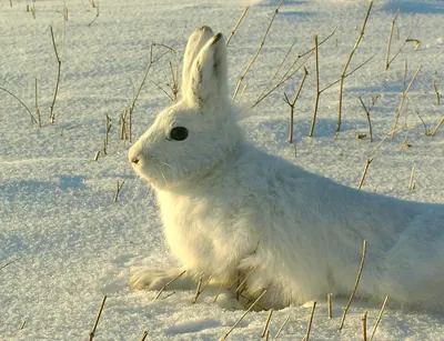 Arctic Hare