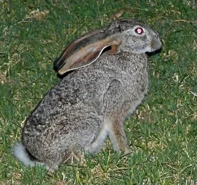 Savannah Hare