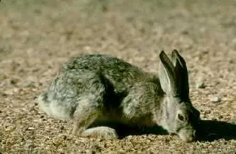 Audubon’s Cottontail