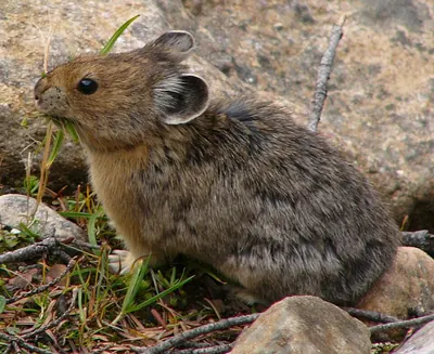 Whistling Hare