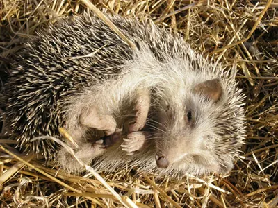 Algerian Hedgehog