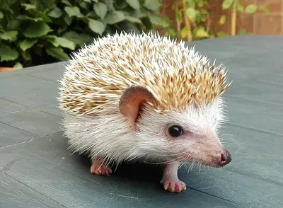 Four-toed Hedgehog