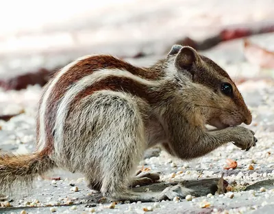 Northern Palm Squirrel