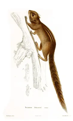 Nilgiri striped squirrel