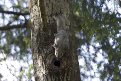 Russian Flying Squirrel