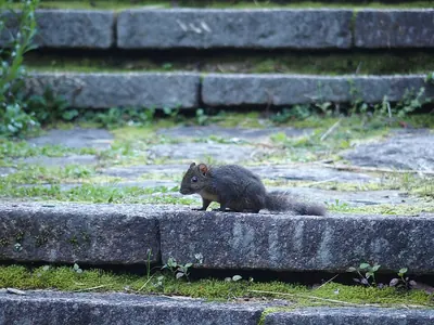 Perny’s Long-nosed Squirrel