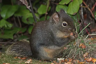 Douglas’s Squirrel