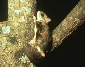 Carolina Flying Squirrel