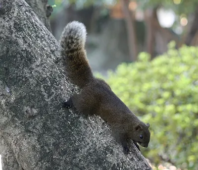 Pallas's Squirrel