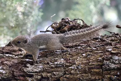 Plantain Squirrel
