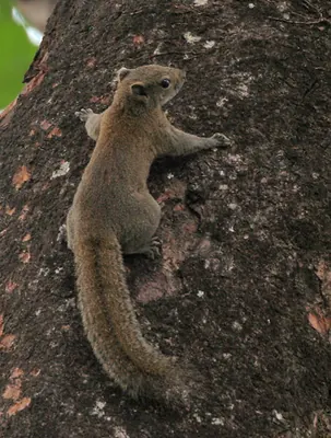 Irrawaddy Squirrel