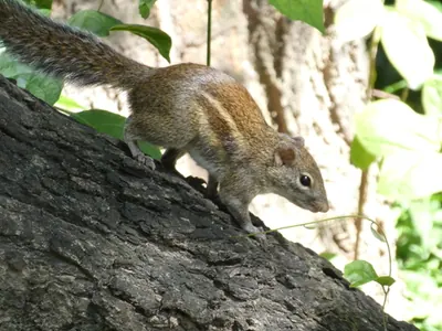 Indochinese Ground Squirrel
