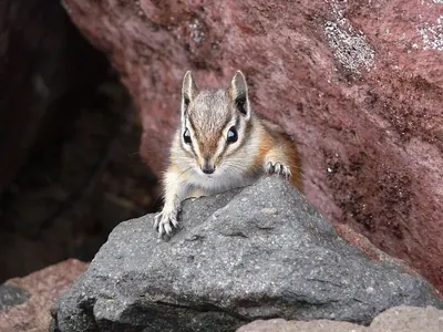 Yellow-pine chipmunk