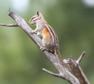 Gray-collared Chipmunk