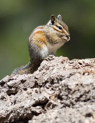 Shadow Chipmunk