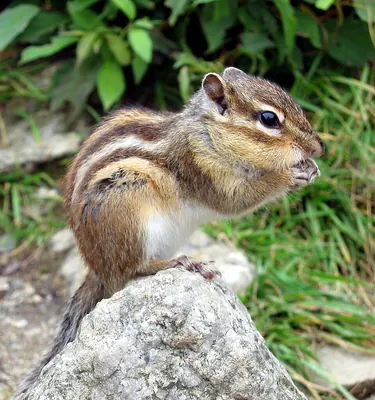 Asian chipmunk, siberian chipmunk