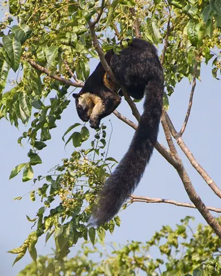 Malayan Giant Squirrel