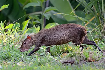 Central American Agouti