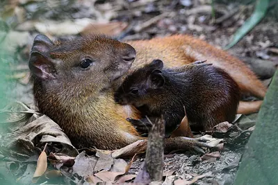 Brazilian Agouti