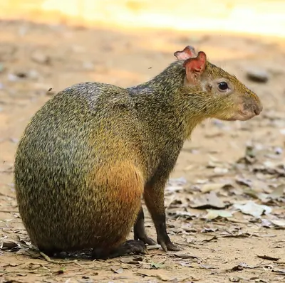 Azara’s agouti