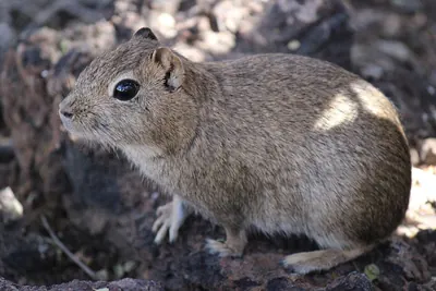 Southern Mountain Cavy