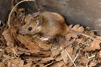 Yellow-necked mouse, yellow-necked field mouse