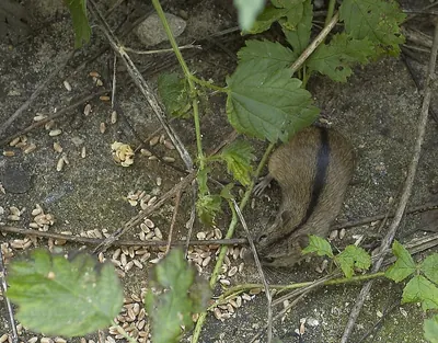 Striped Field Mouse
