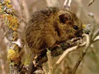Saltmarsh harvest mouse