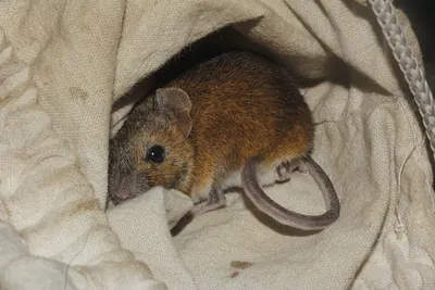 Sumichrast's Harvest Mouse
