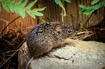 Broad-faced Deermouse