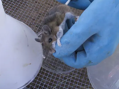 Keen's Mouse