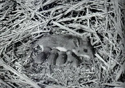 White-footed Deermouse