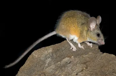 California Mouse