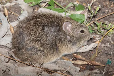 Hispid Cotton Rat