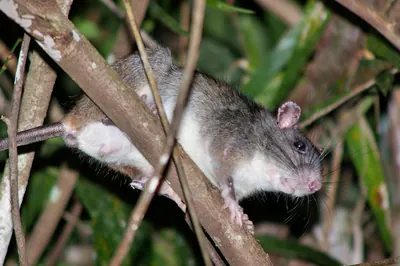 Giant White-tailed Rat