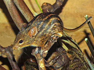 Typical Lemniscomys