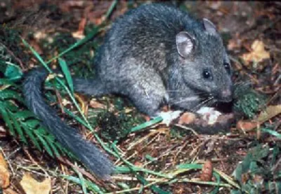Bushy-tailed Woodrat